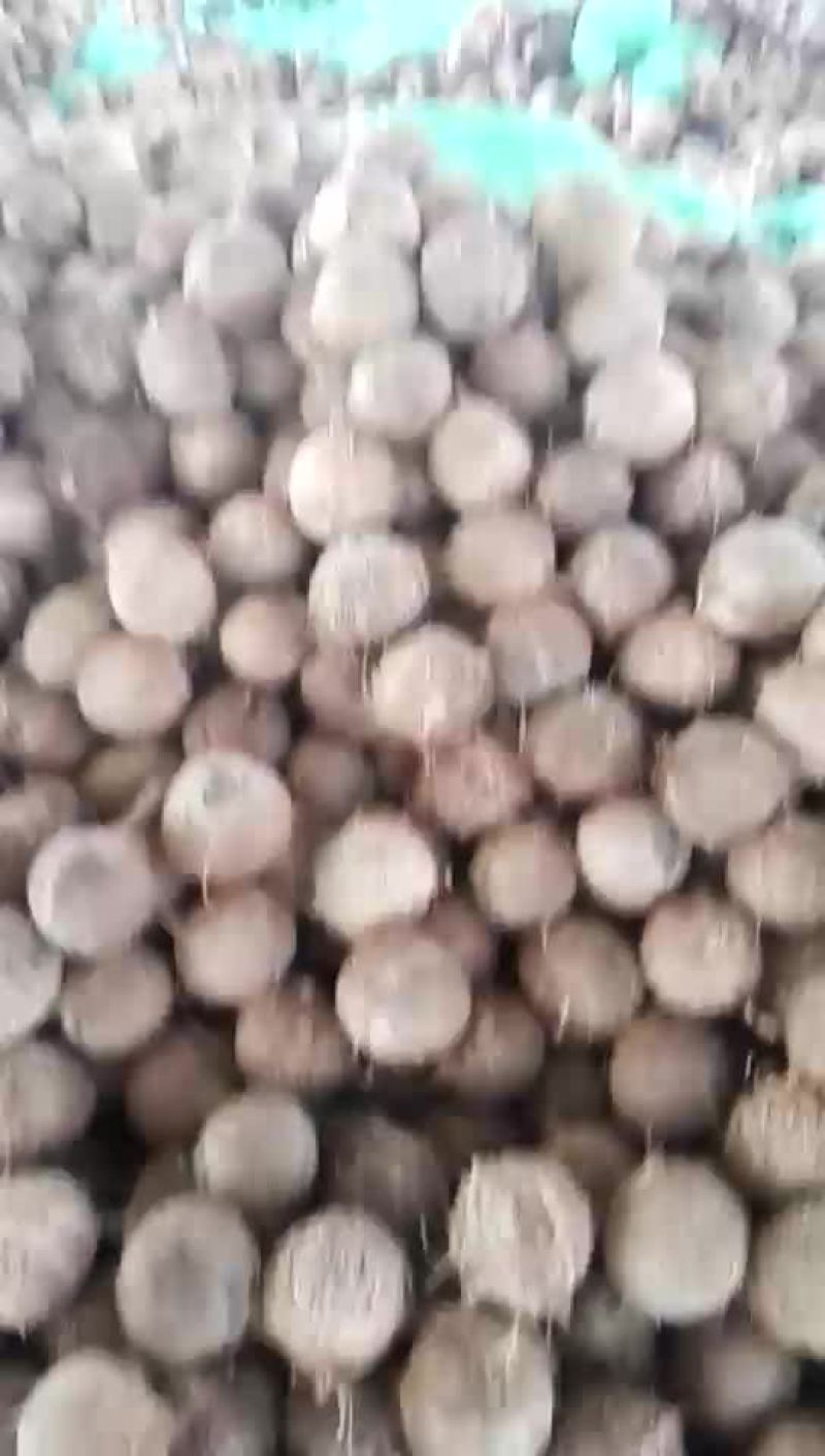 新鲜老椰子
