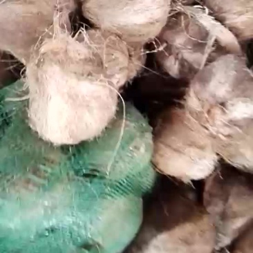 新鲜老椰子