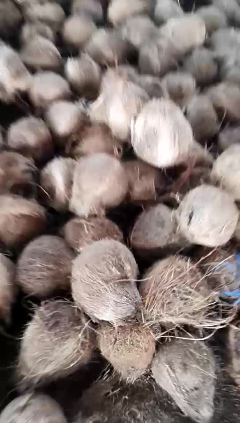 新鲜老椰子
