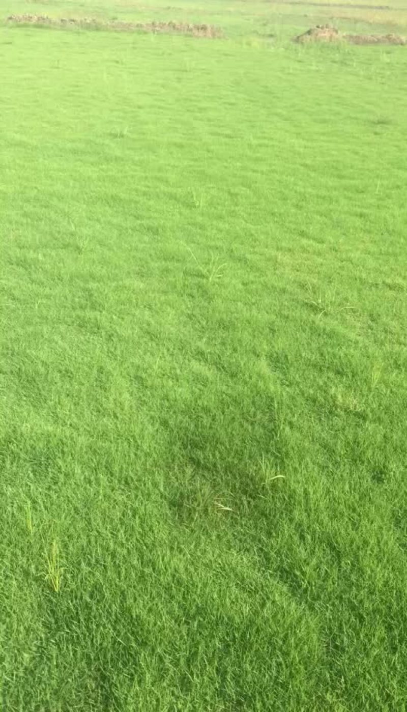 优质马尼拉草皮