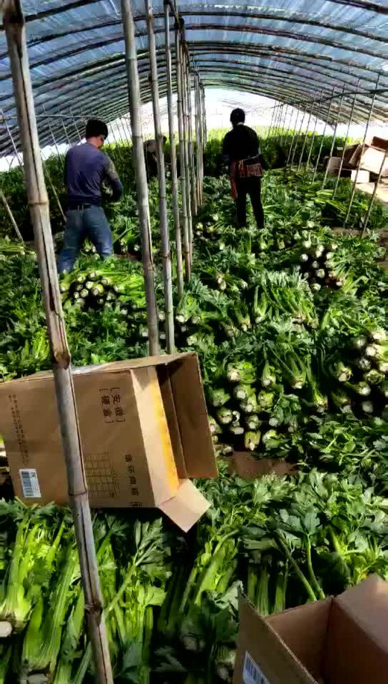 西芹