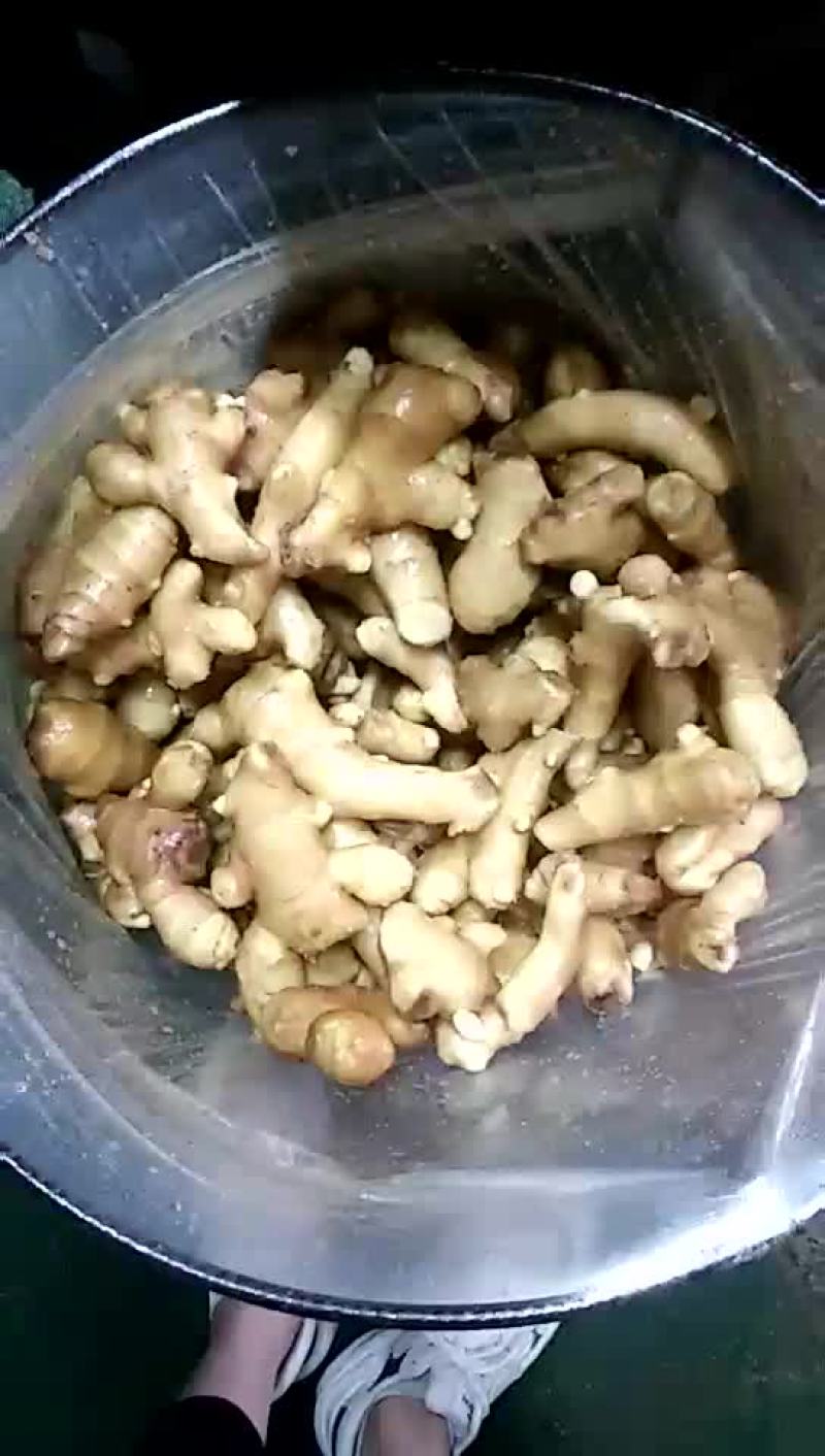 姜巴一两到四两