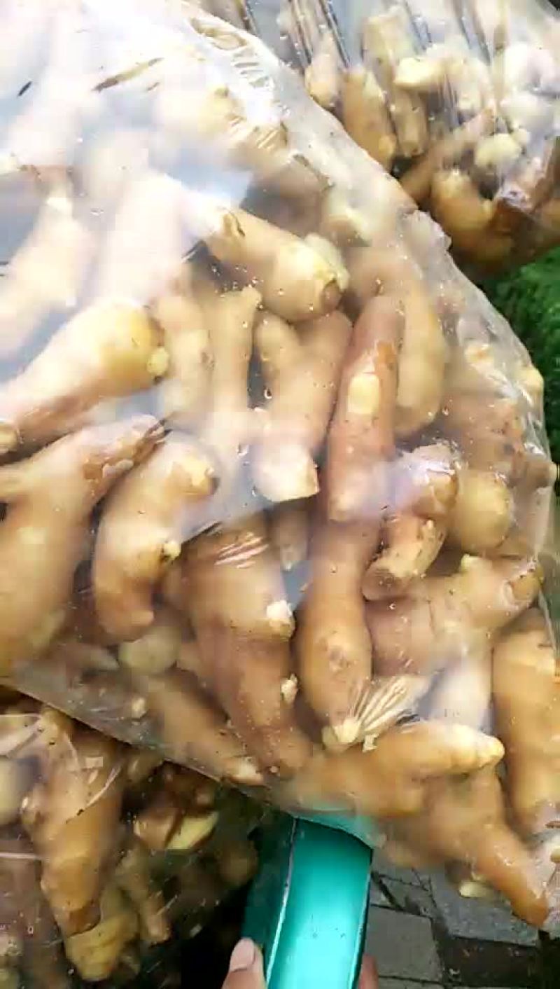 姜巴一两到四两