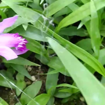 纯紫花白芨苗