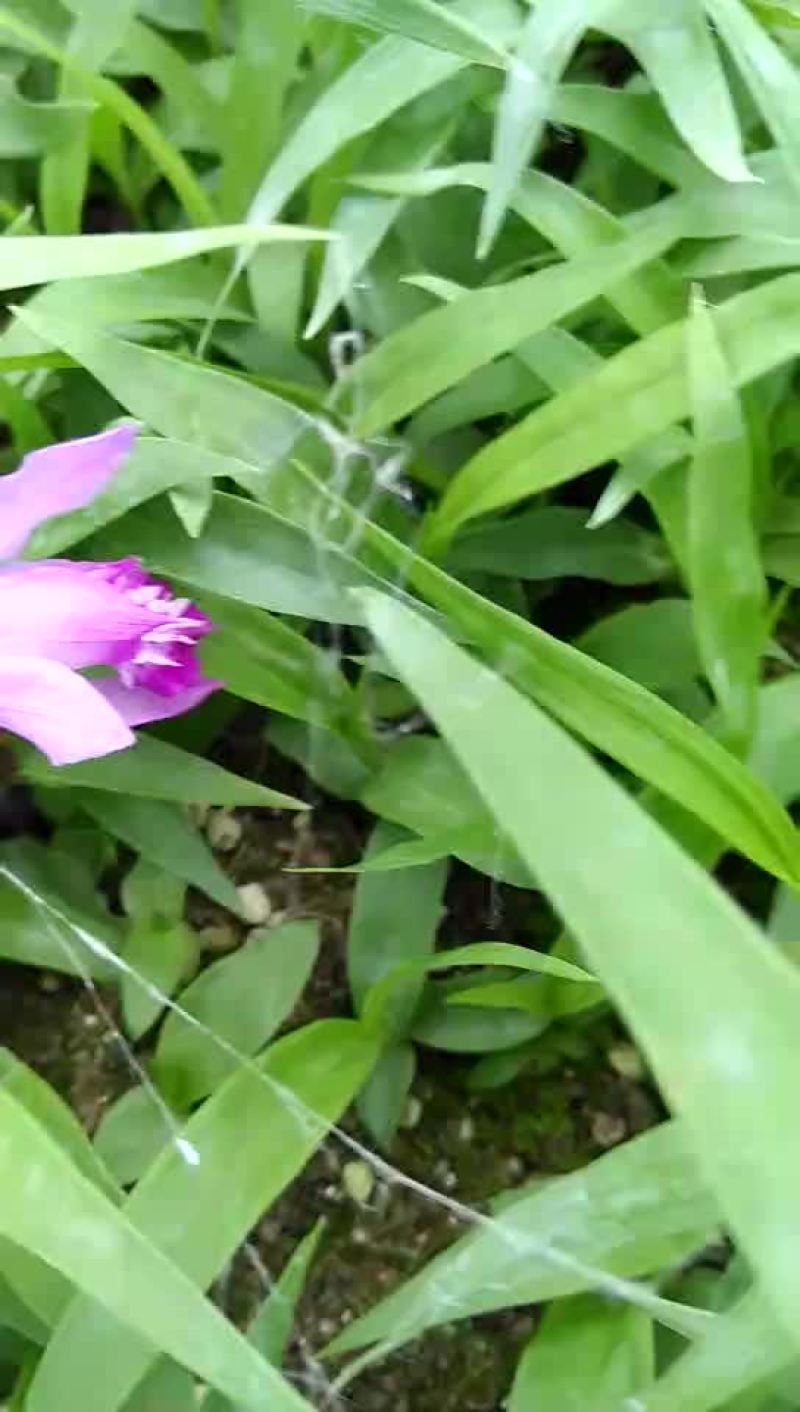 纯紫花白芨苗