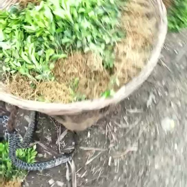 红橘苗30cm以下