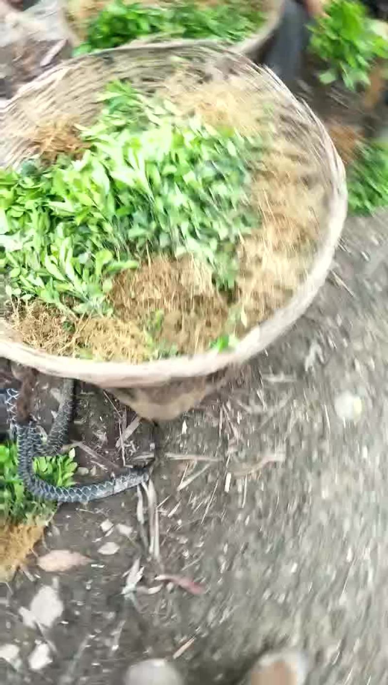 红橘苗30cm以下