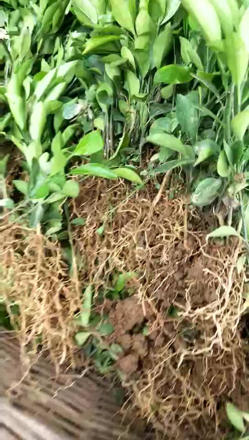 红橘苗30cm以下