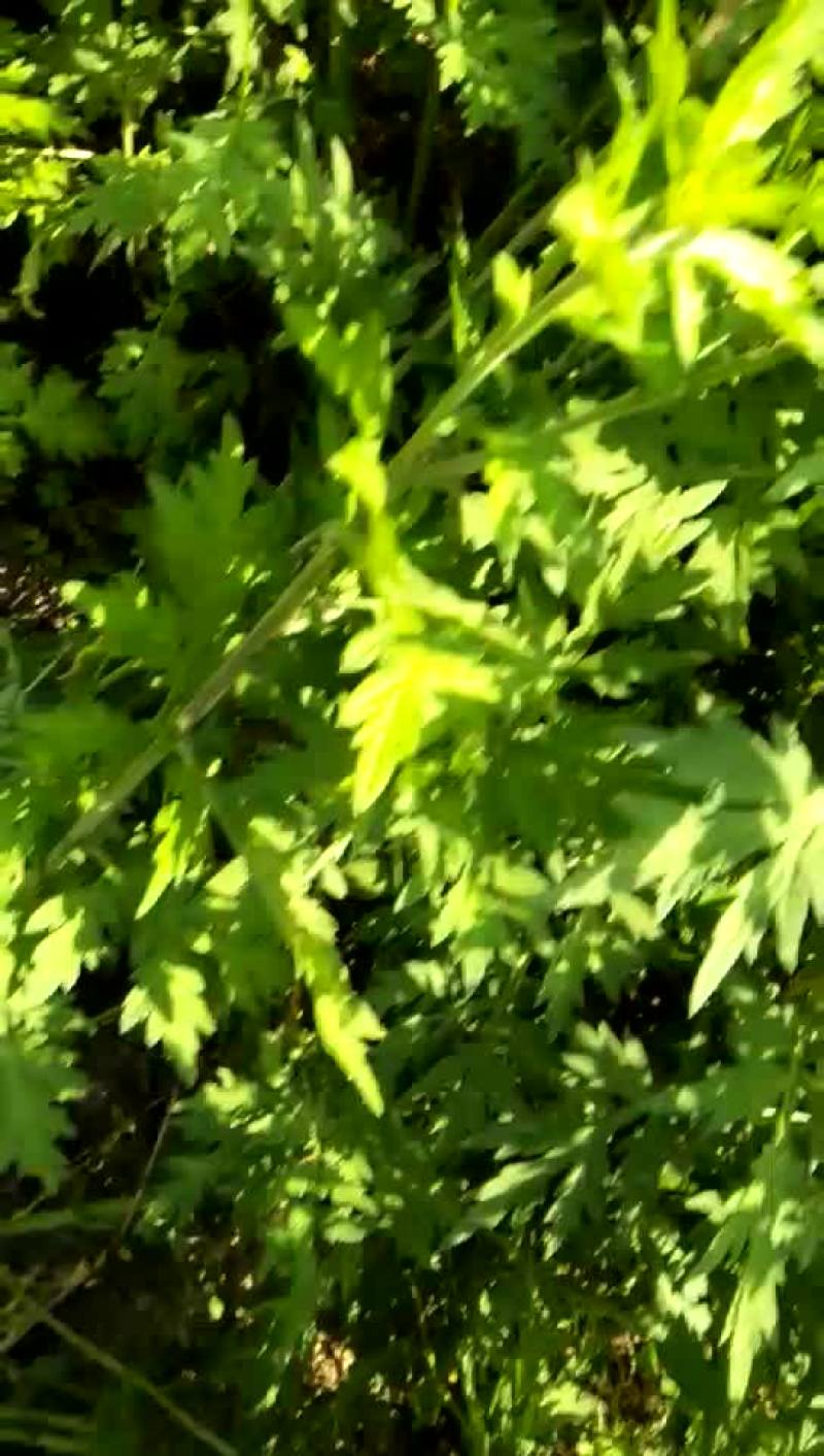 野生艾叶