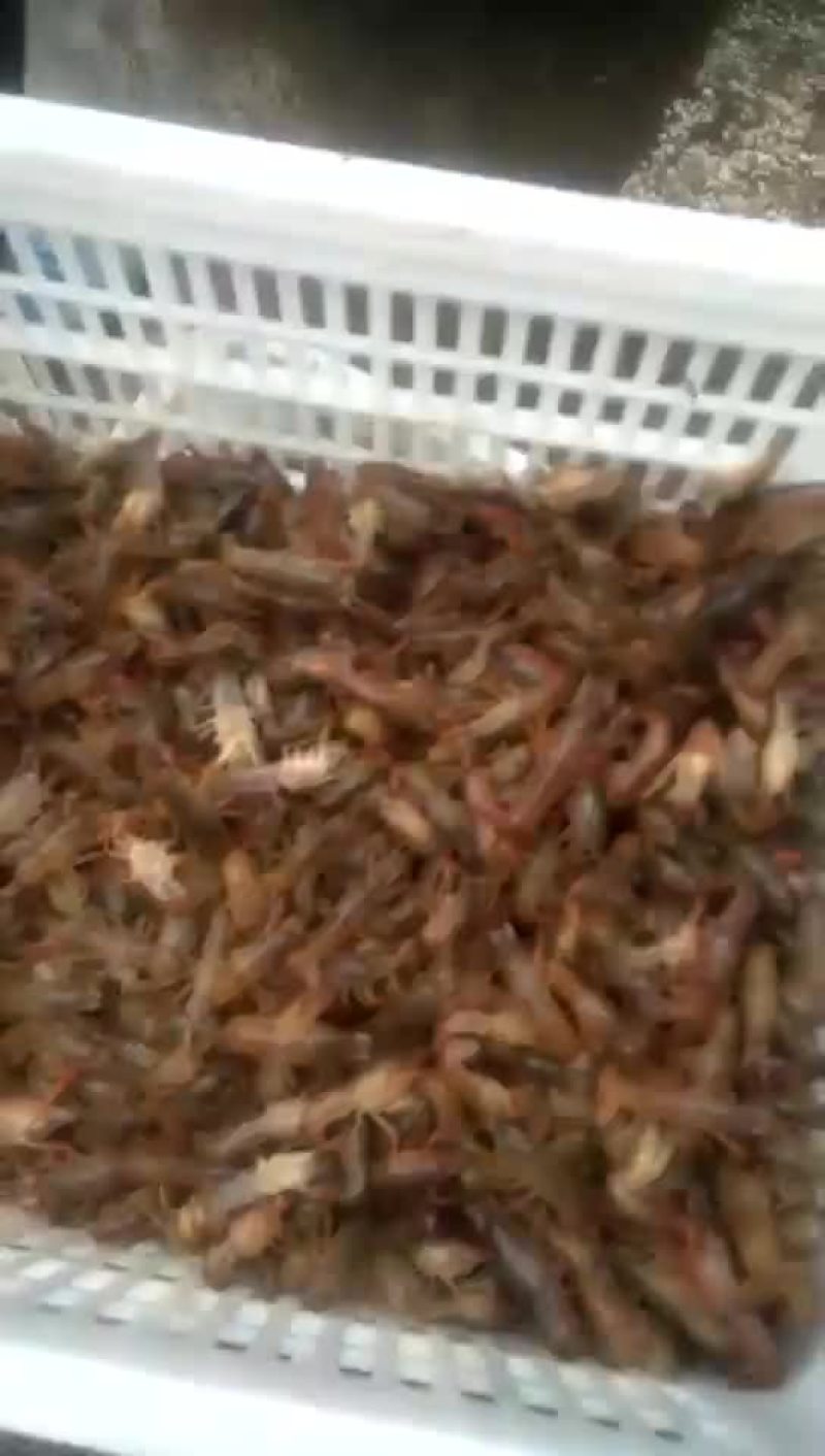 小龙虾虾苗