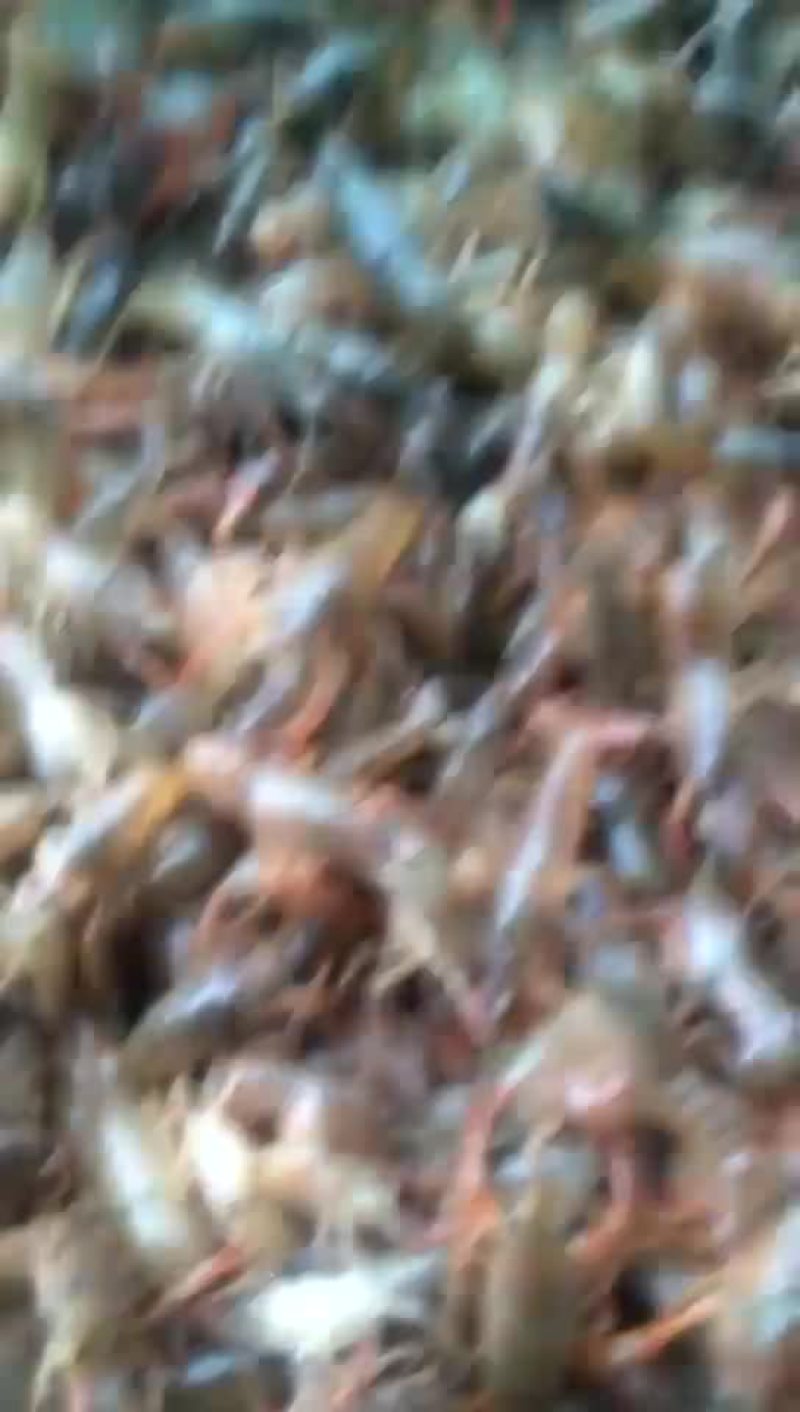 小龙虾虾苗