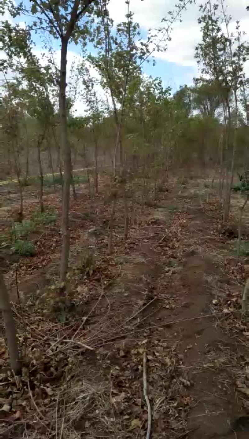 绿化风景树
