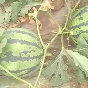 供应优质大棚西瓜