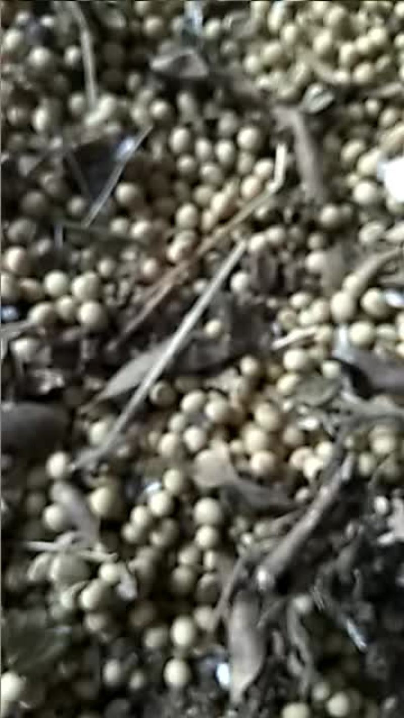 高产大豆