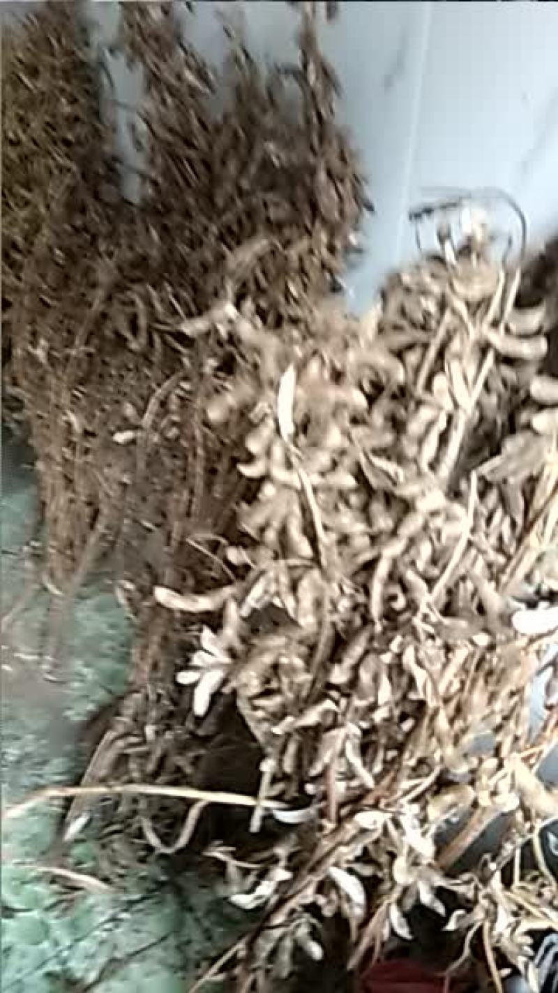 高产大豆
