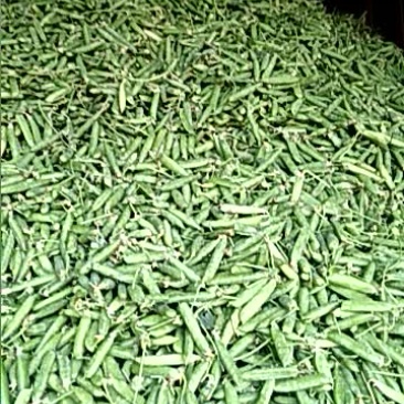 豌豆