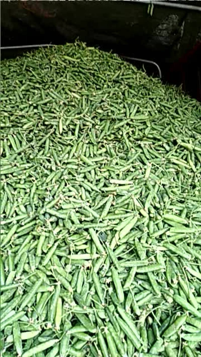 豌豆