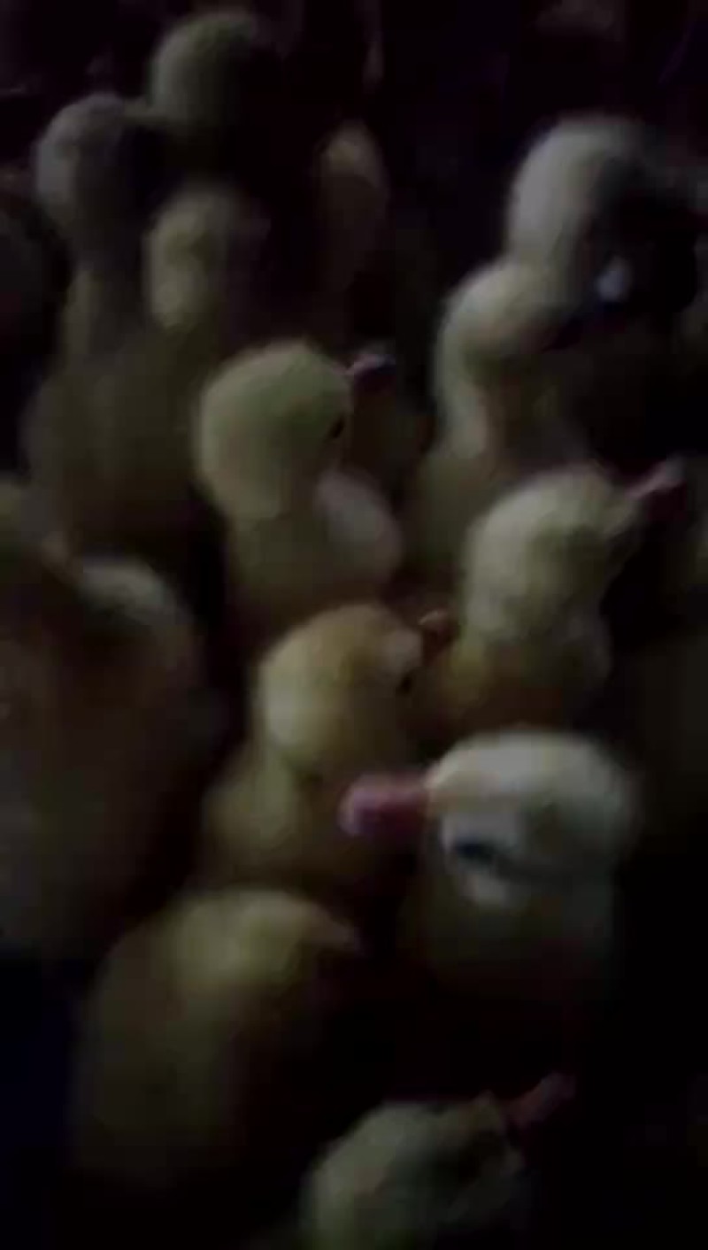 批发鸡鸭鹅苗