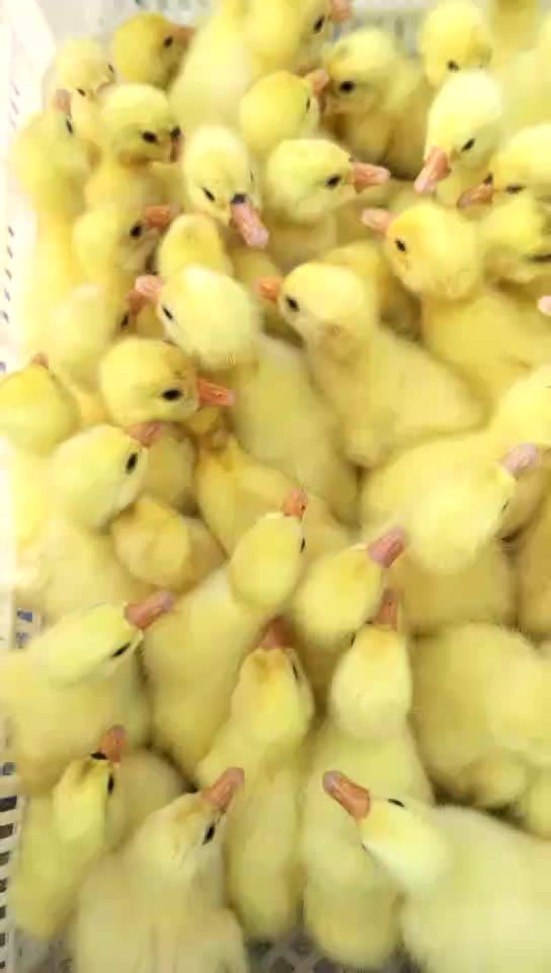 批发鸡鸭鹅苗