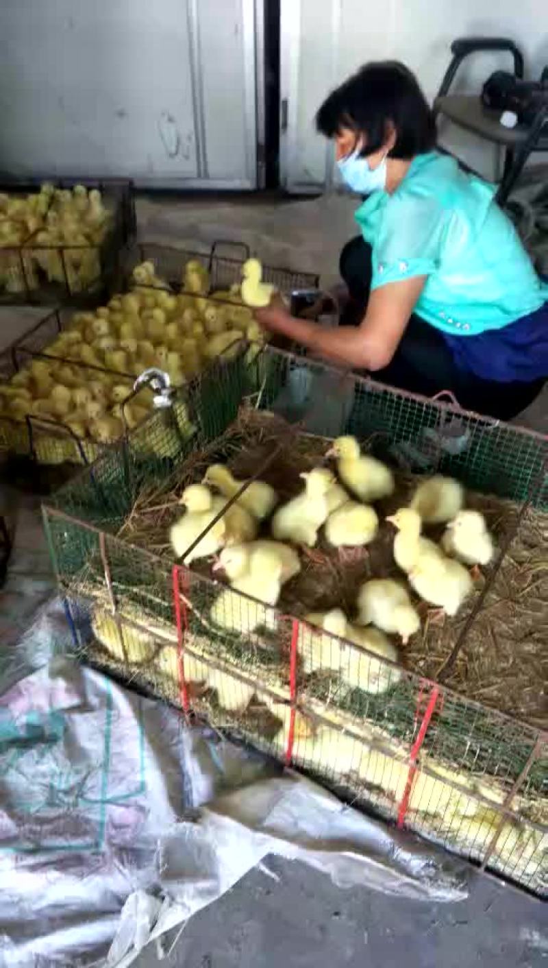 批发鸡鸭鹅苗