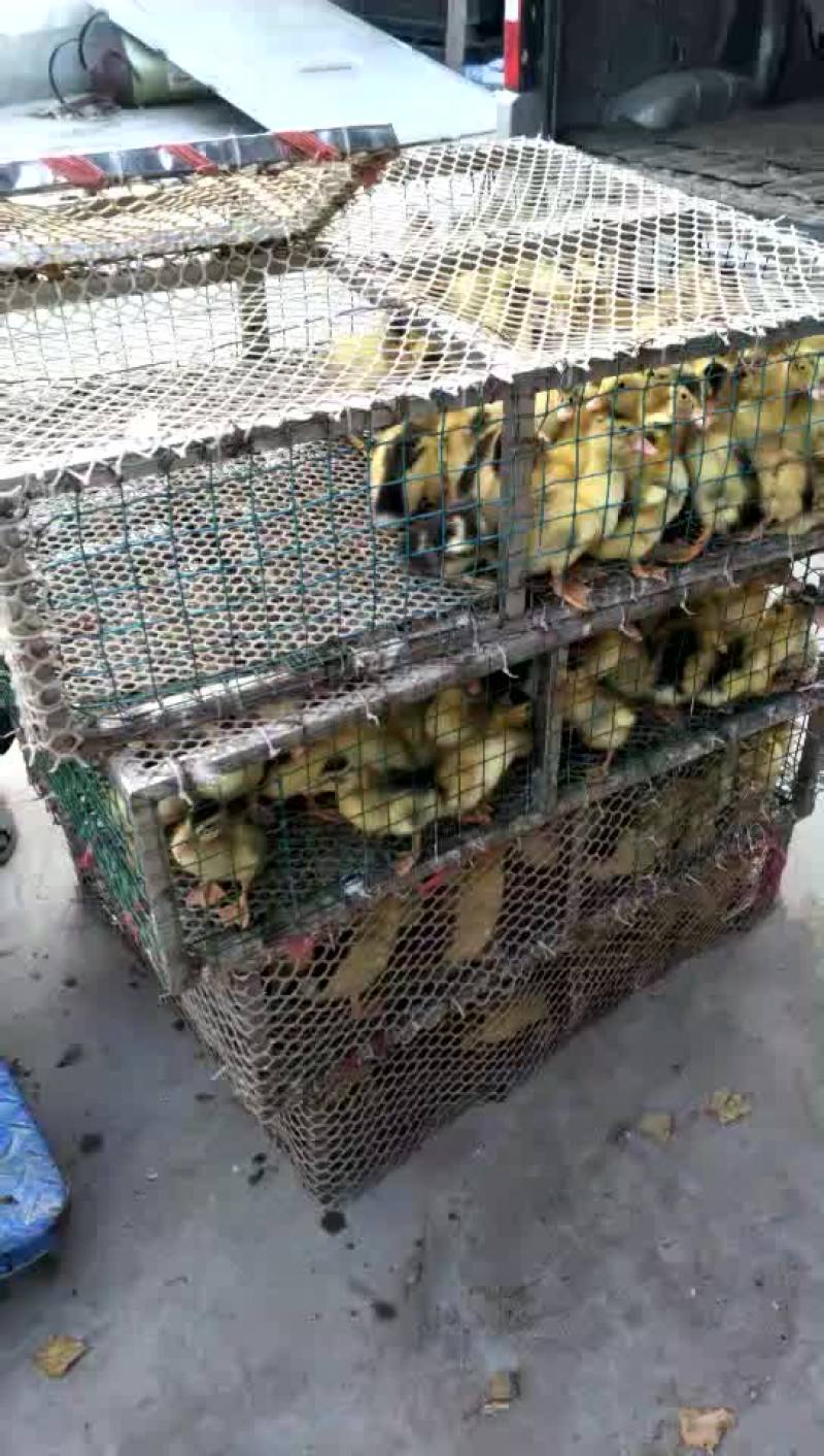 批发鸡鸭鹅苗