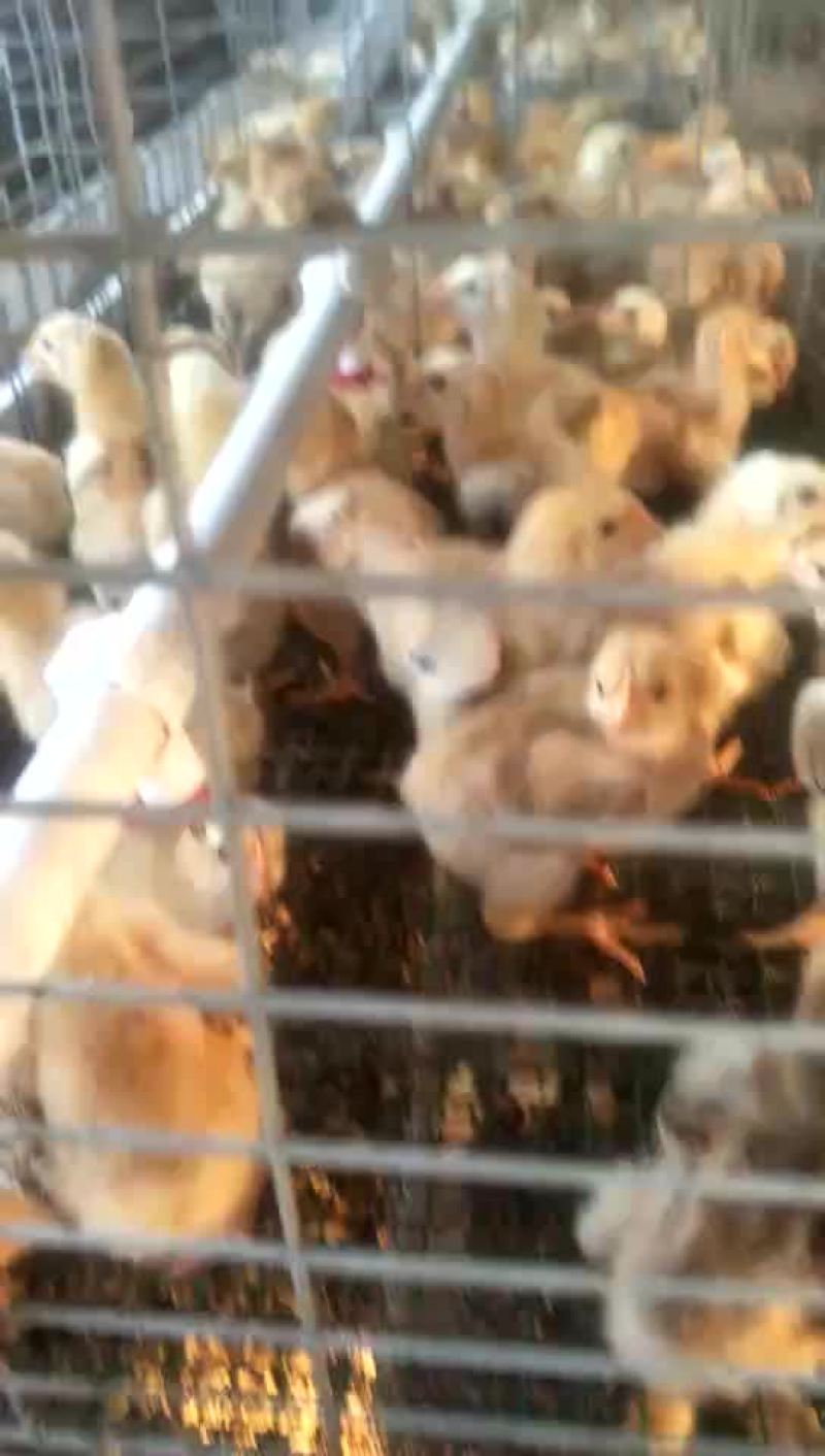 批发鸡鸭鹅苗