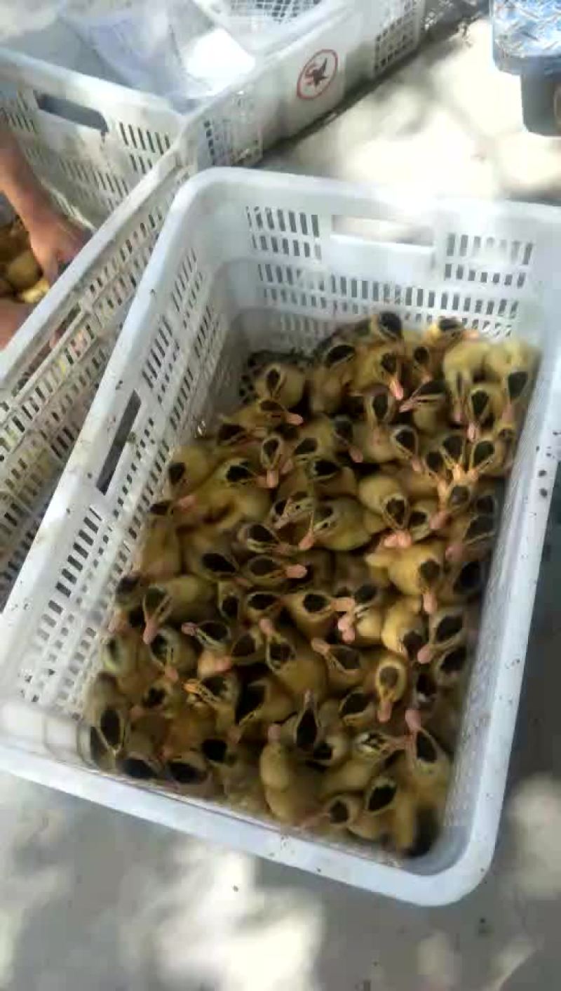 批发鸡鸭鹅苗