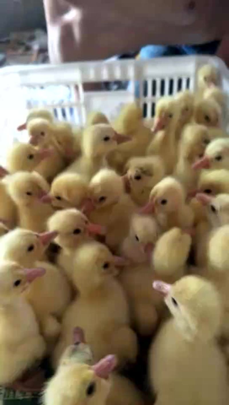 批发鸡鸭鹅苗