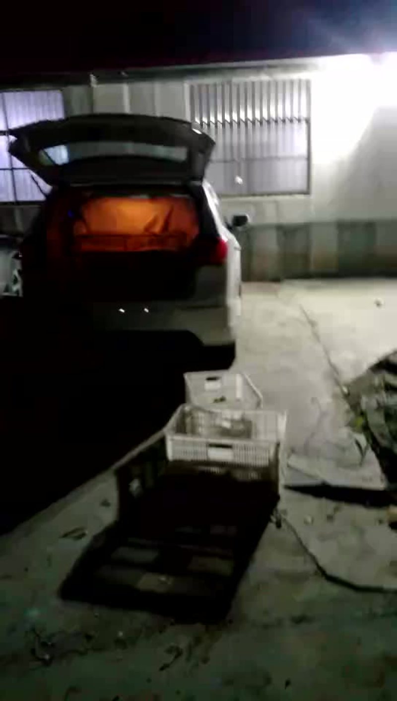 批发鸡鸭鹅苗