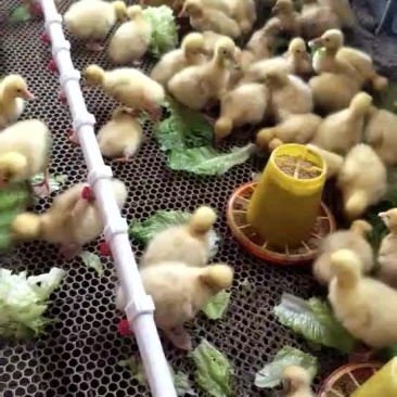 批发鸡鸭鹅苗