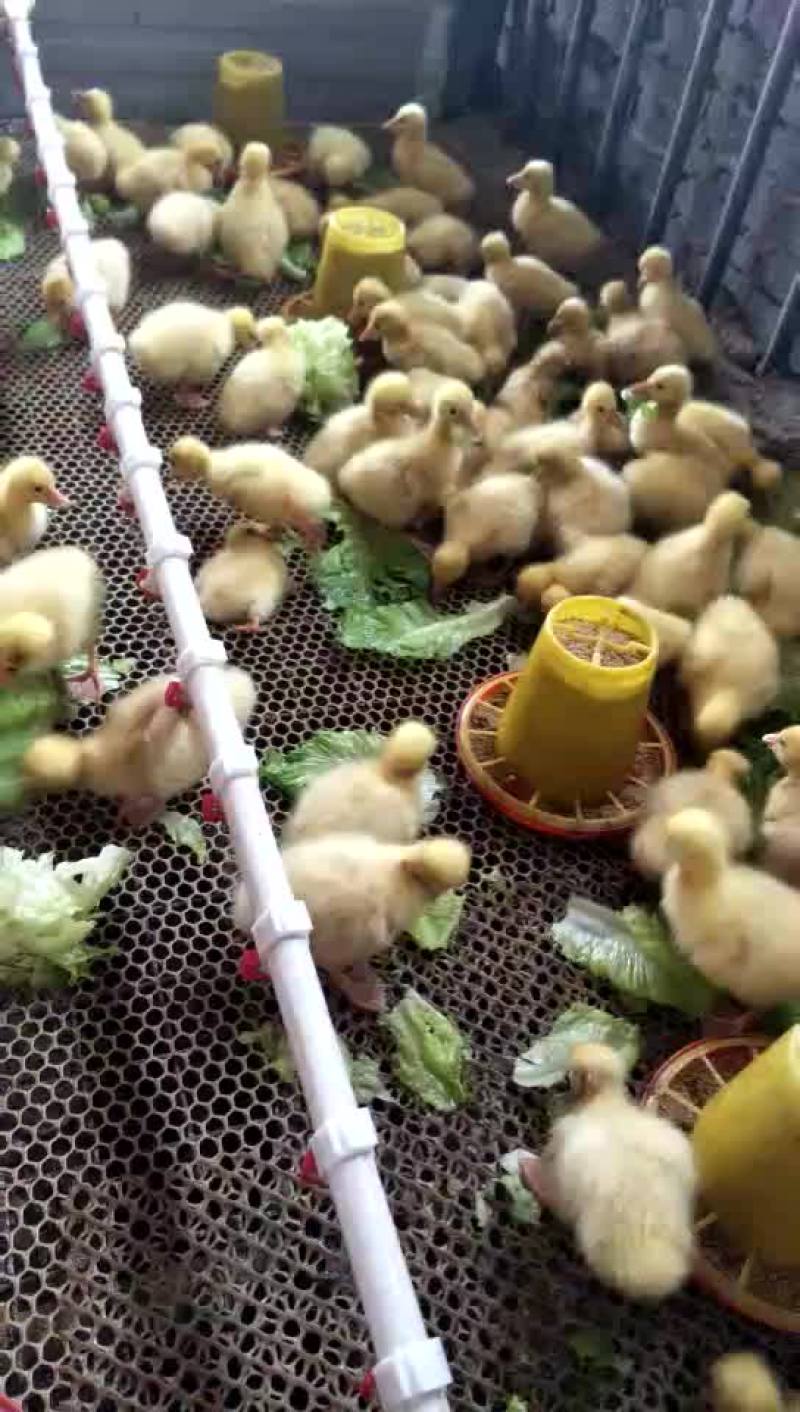 批发鸡鸭鹅苗