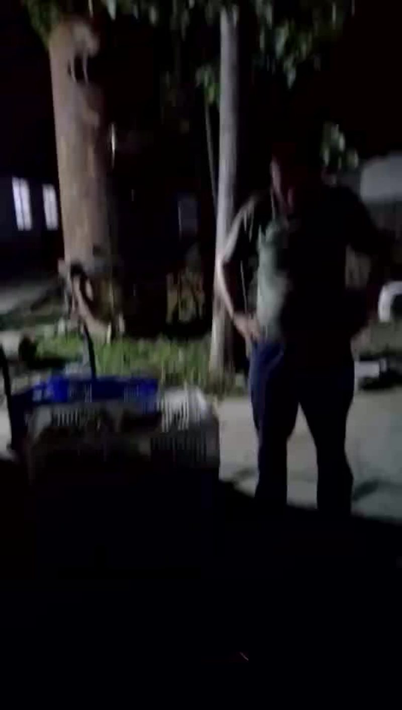 批发鸡鸭鹅苗