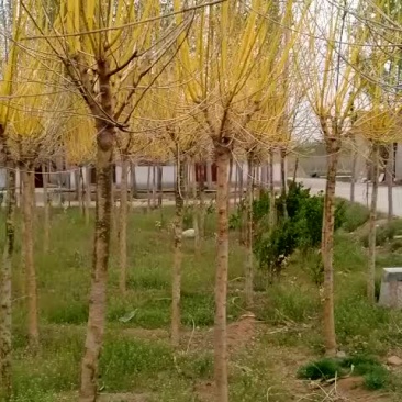 高杆黄金槐六公分