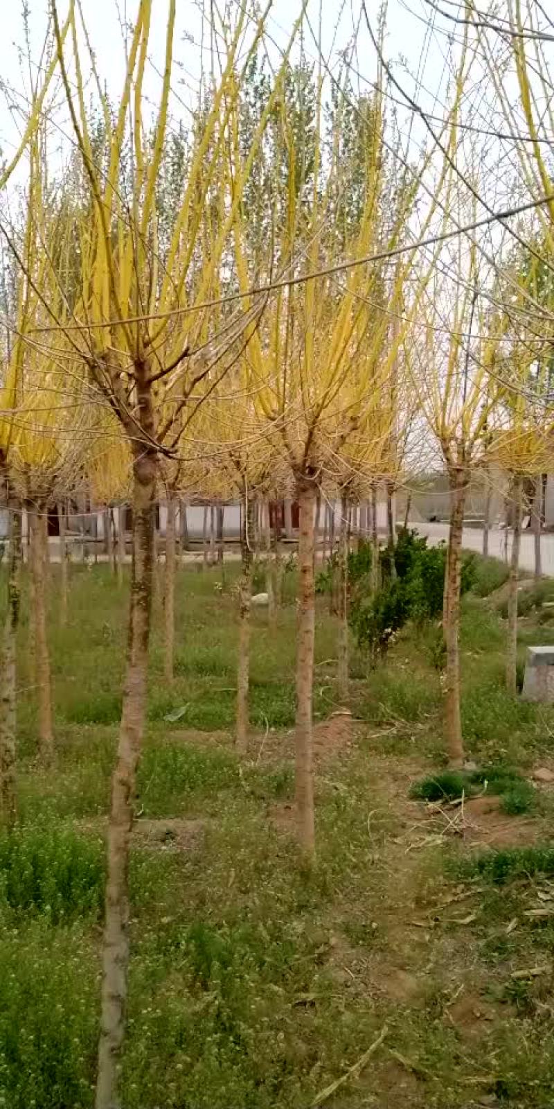 高杆黄金槐六公分