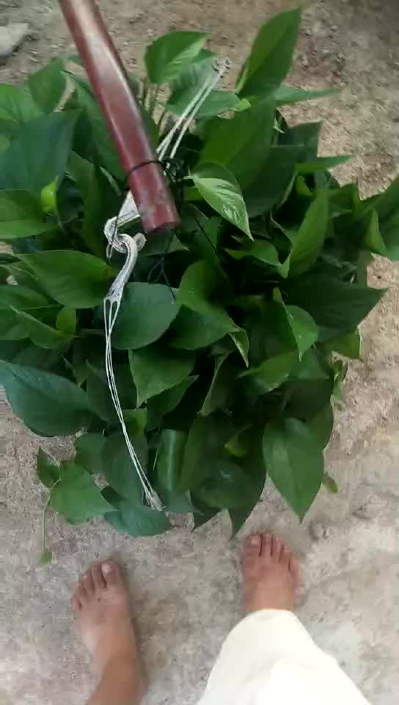大吊兰360