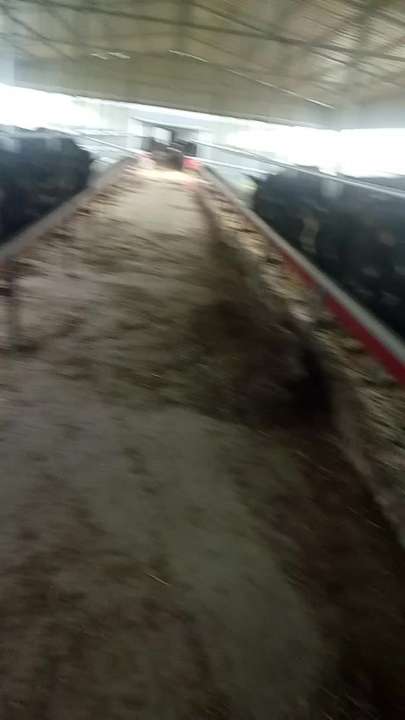 出售肉驴，.有要的联系。