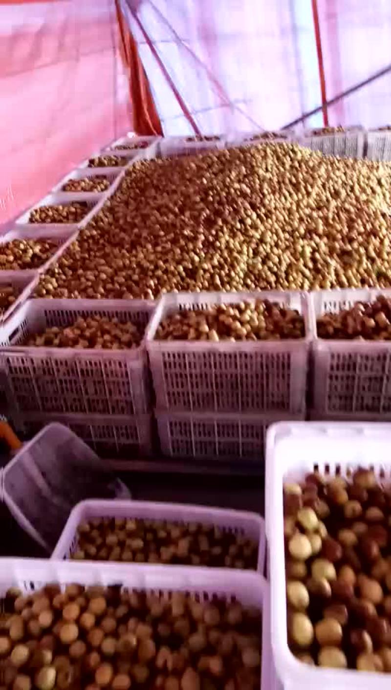 冬枣，鲜枣，对接电商，产地实力代办拥有大型场地
