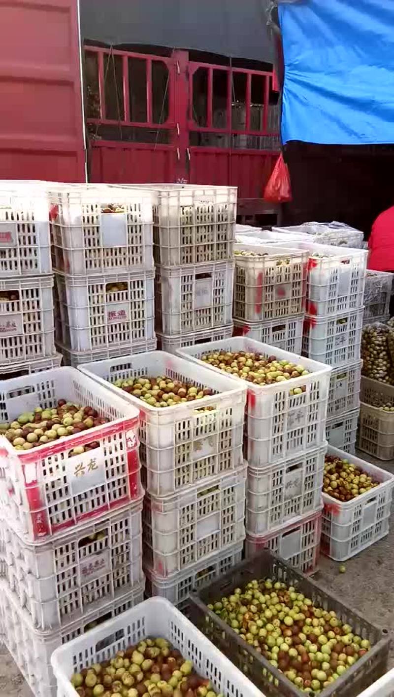 冬枣，鲜枣，对接电商，产地实力代办拥有大型场地