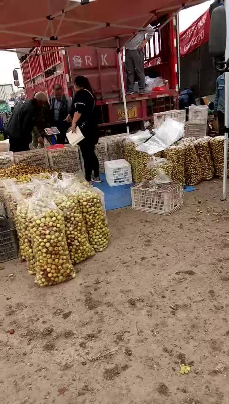 冬枣，鲜枣，对接电商，产地实力代办拥有大型场地