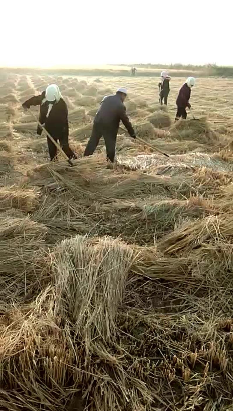 稻草80~100公分