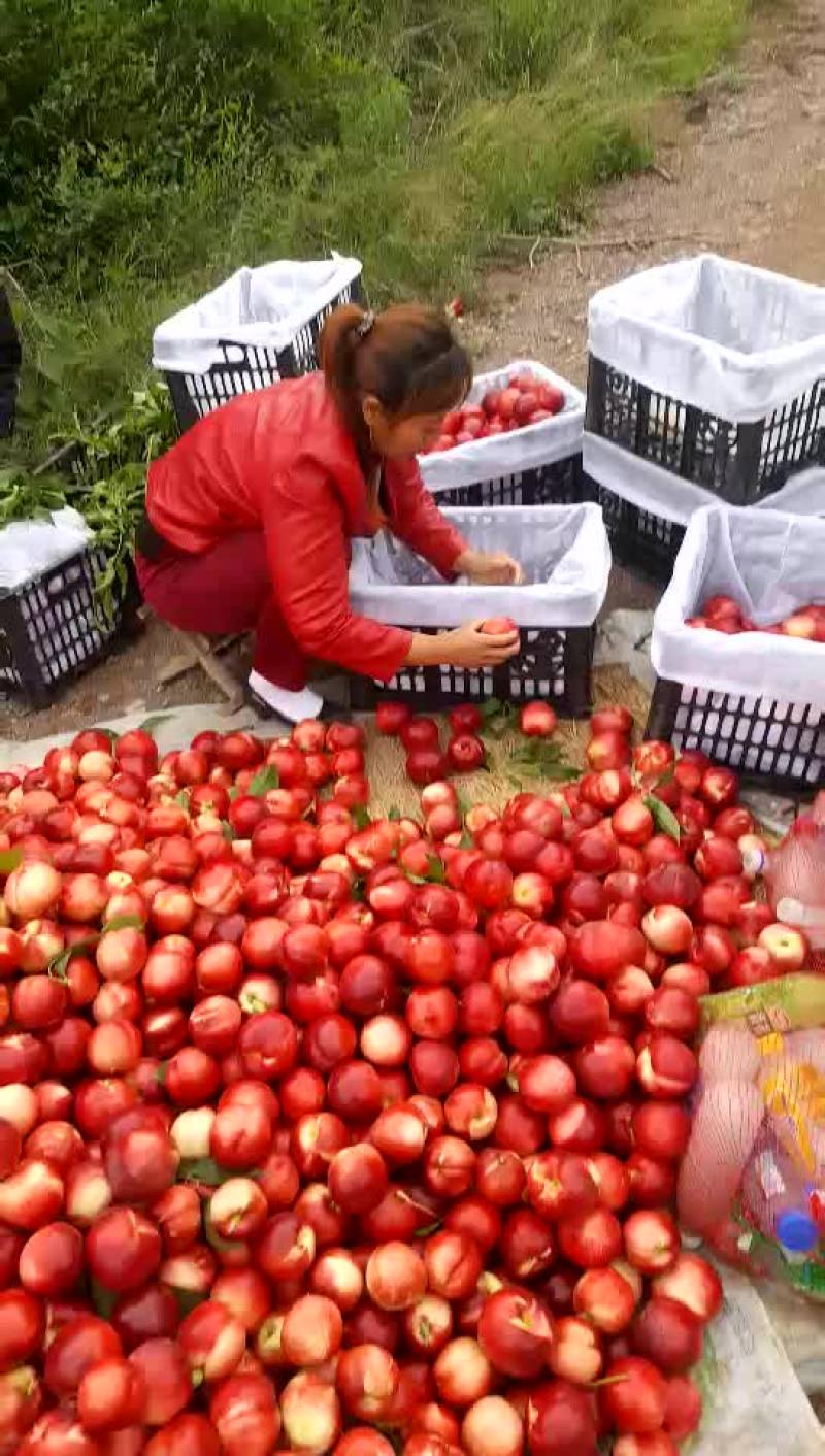 金奥油桃