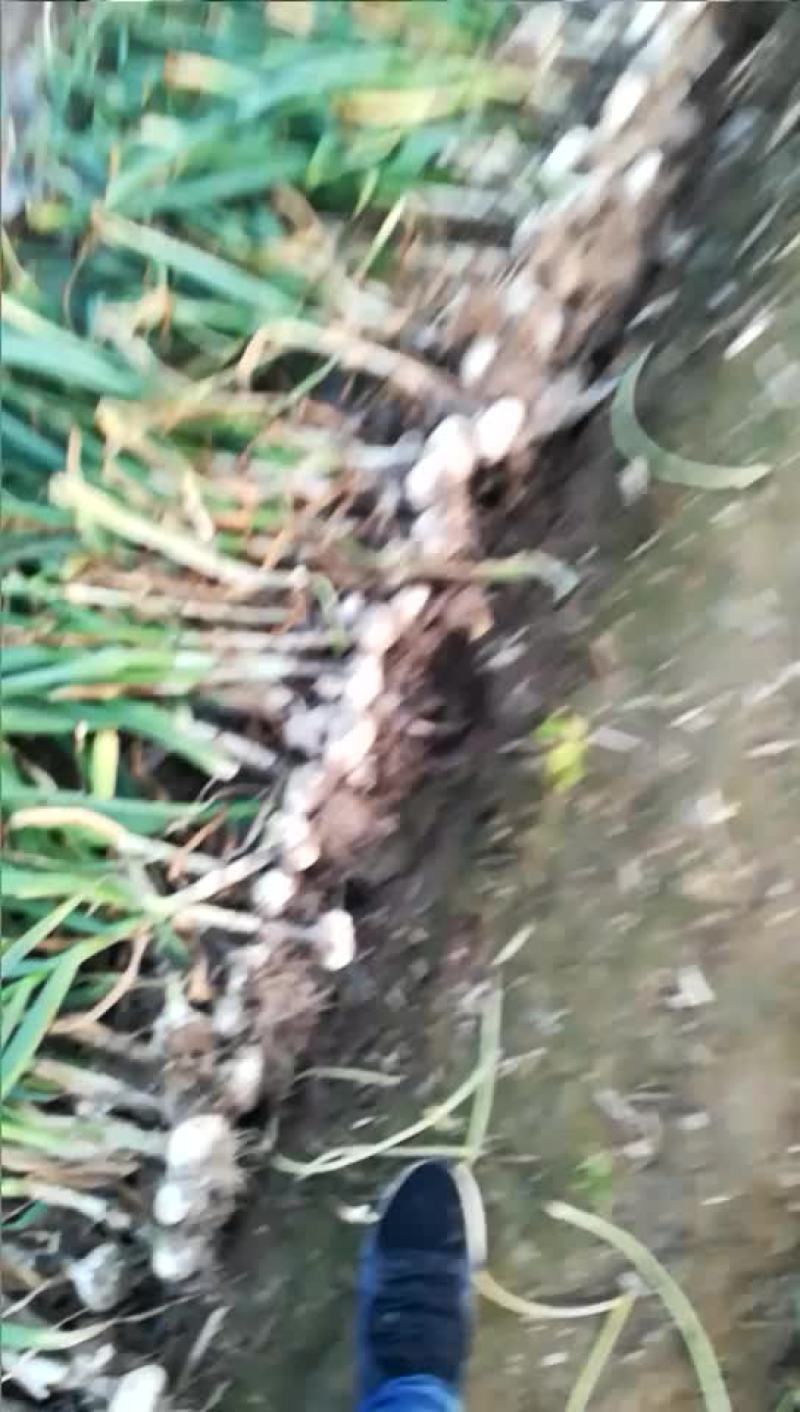 鲜蒜已上市。