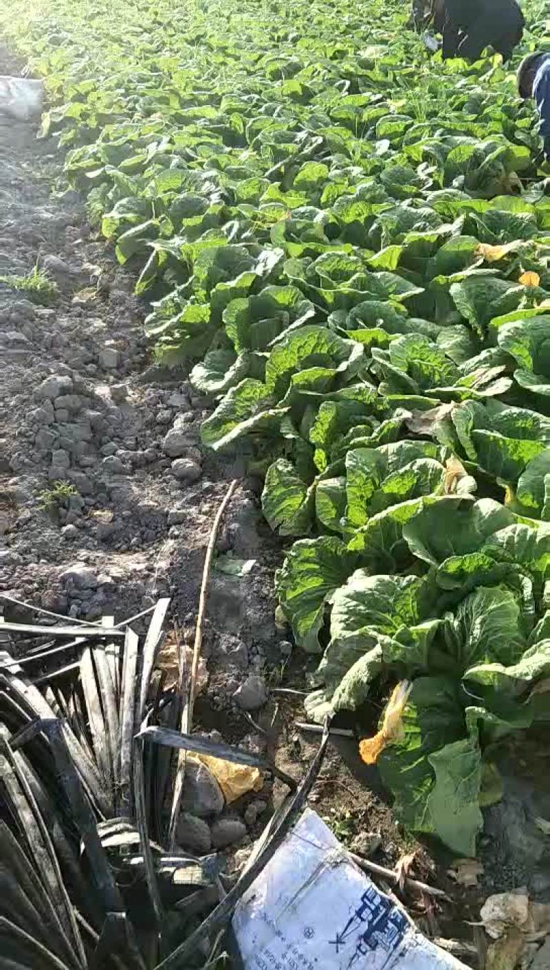 优质大白菜