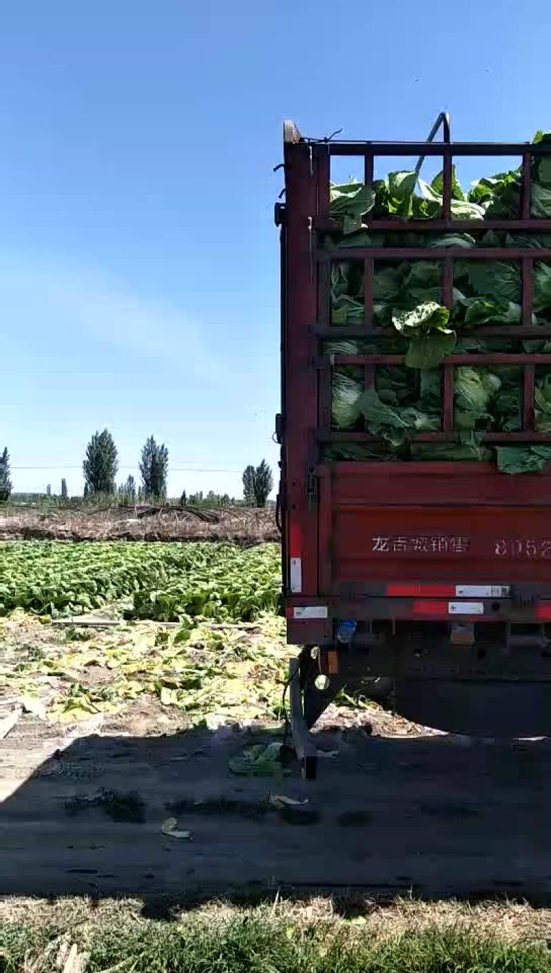 优质大白菜
