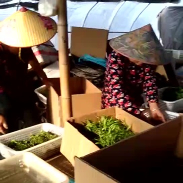 纯紫花白芨苗