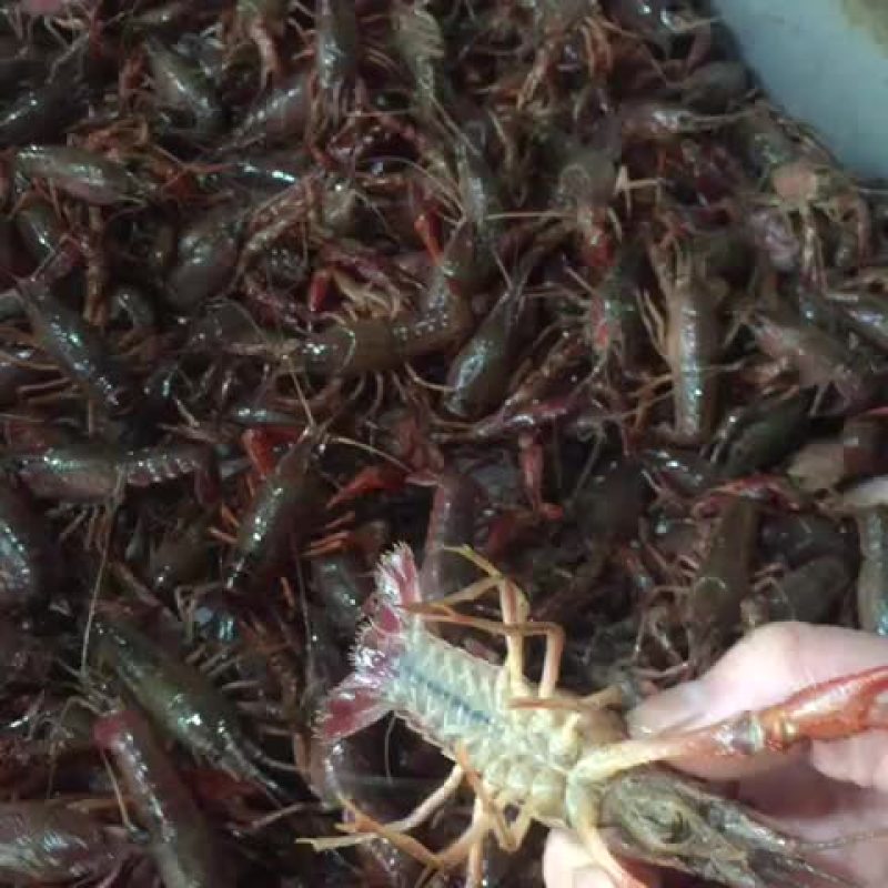 红螯螯虾稻田套养