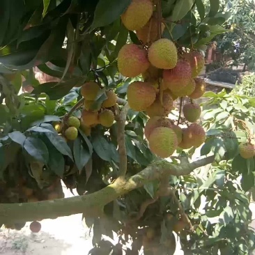 飞子笑荔枝