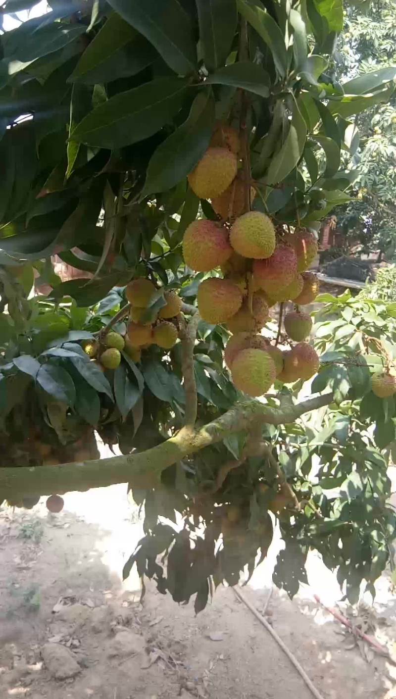 飞子笑荔枝