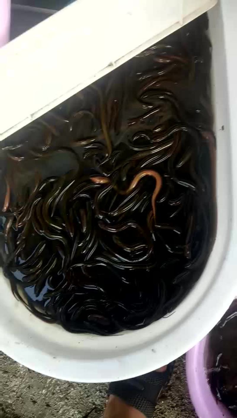 黄鳝丝一两以下20快一斤