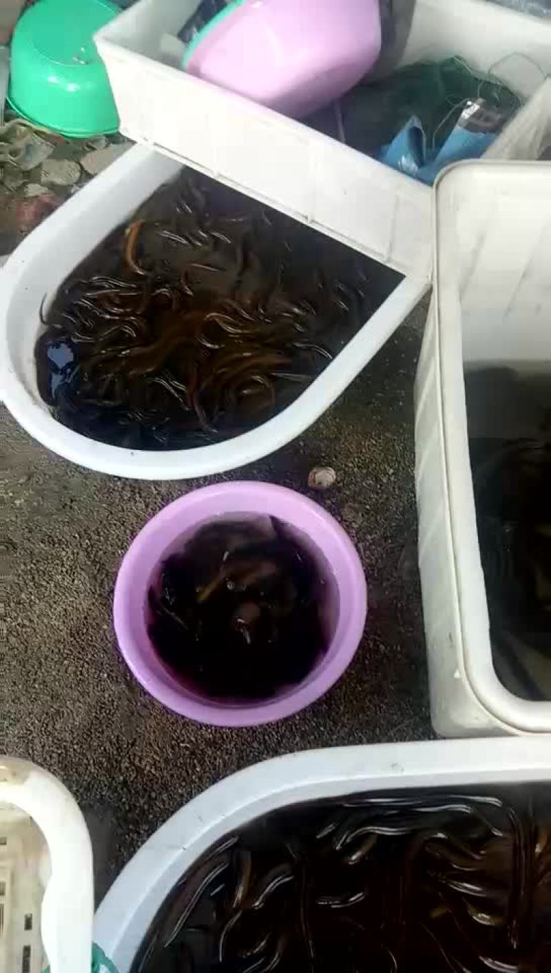 黄鳝丝一两以下20快一斤